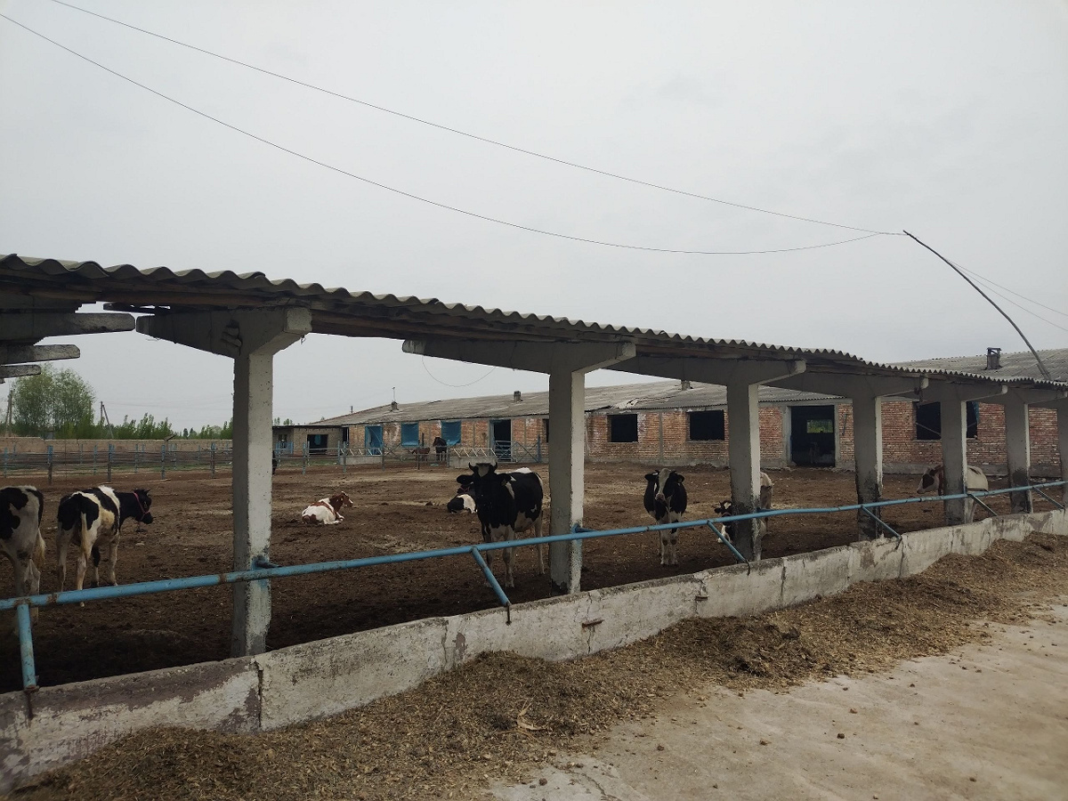 200-bosh qoramolga muljallangan 1-korpus molxona